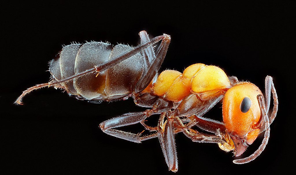 Ant Control service in Parker, CO