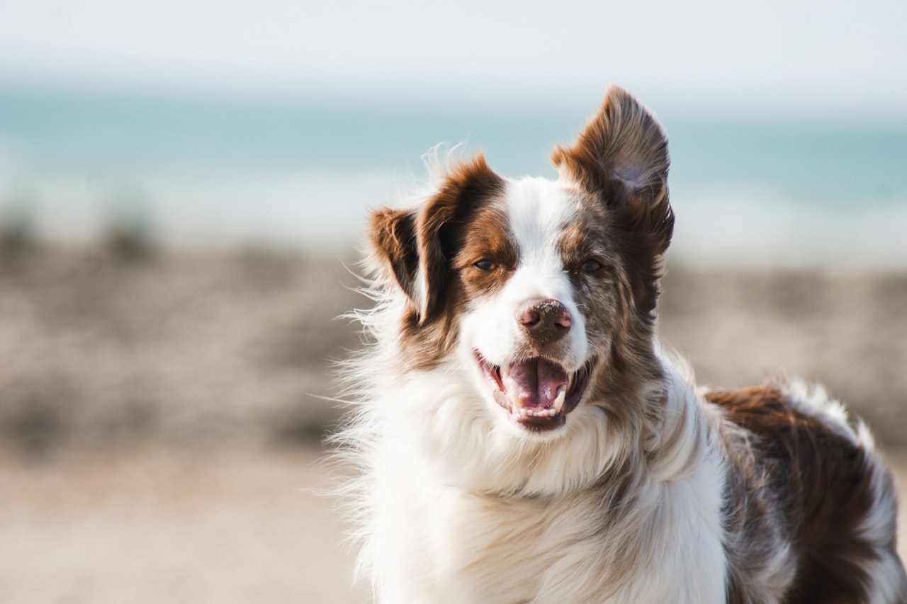 Flea & Tick Control service in Parker, CO
