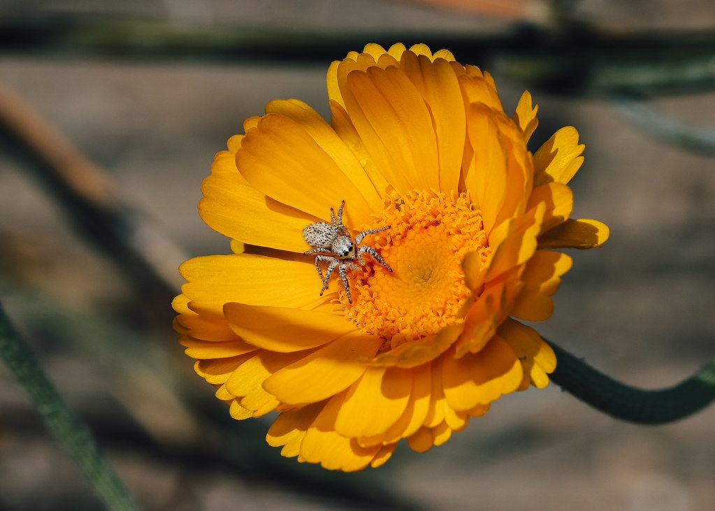 Spider Control service in Parker, CO